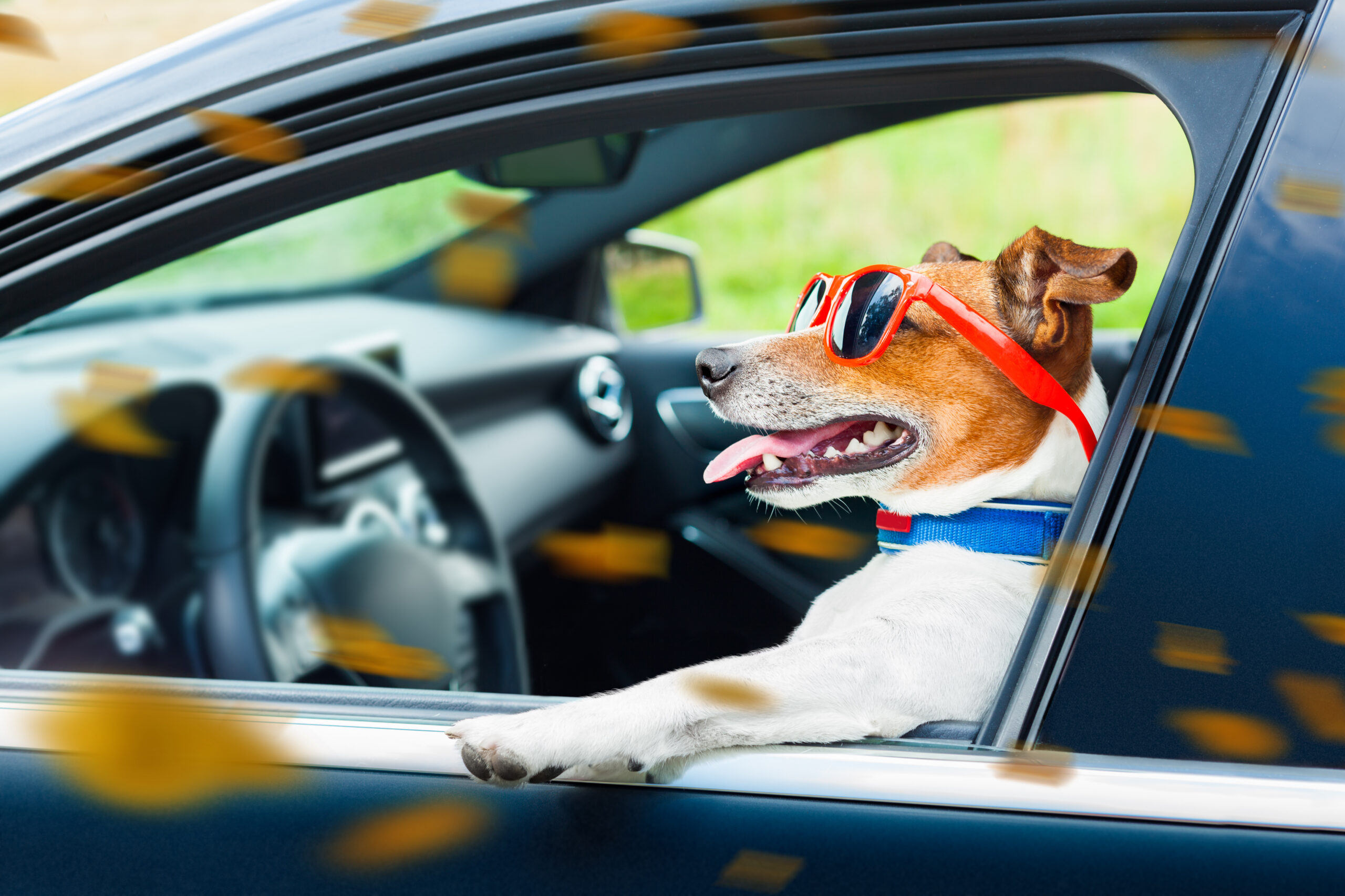 Dog wearing red sunglasses leaning out a car window—illustrative image for article on injuries caused by aggressive dogs