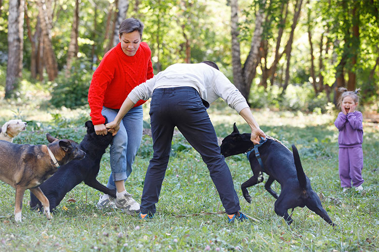 People pulling apart aggressive dogs in a park as a child looks on, illustrating injuries caused by aggressive dogs. Learn more about California dog bite laws.